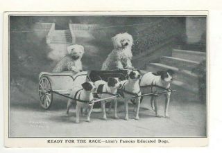 1907 Postcard: “ready For The Race” – Linn’s Famous Educated Dogs