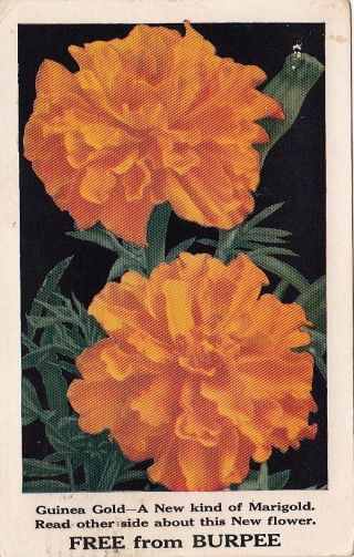 Postcard Advertising Flower Guinea Gold Burpee Co Seeds Philadelphia Pa