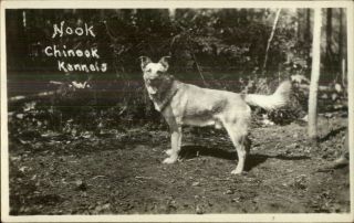 Dog - Nook Chinook Kennels C1920s - 30s Real Photo Postcard