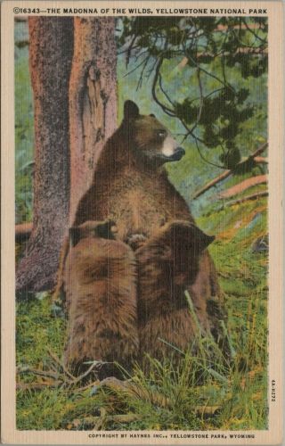 (m794) Vintage Color Postcard,  Madonna Of The Wilds,  Yellowstone National Park