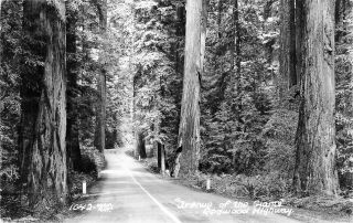 4122k Redwood Highway,  Ca.  Real Photo Postcard,  Avenue Of The Giants