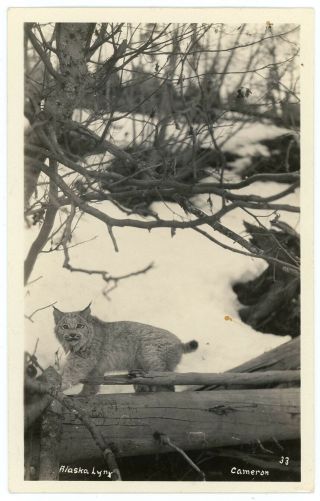 Alaska Lynx Vintage Real Photo Postcard Rppc By Cameron