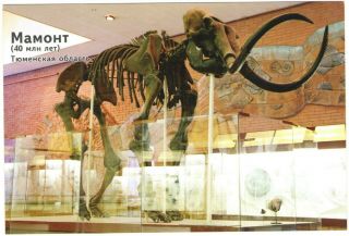Mammoth Skeleton Moscow Paleontological Museum Dinosaur Russia School Photo Card