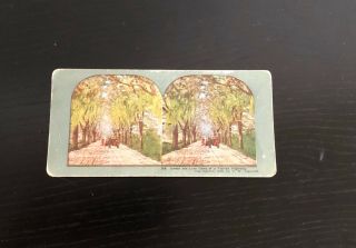 1898 Stereoview Card - Under The Live Oaks Of A Florida Highway - T.  W.  Ingersoll