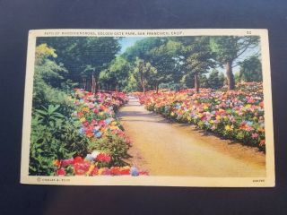 Path Of Rhododendrons Golden Gate Park San Francisco California Postcard