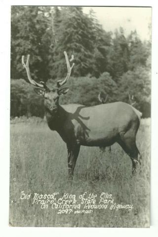 Old Rppc Old Mascot King Of Elks Prairie Creek Park California Redwood Hwy Ray