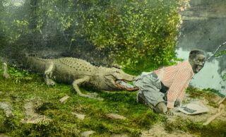 1915 - 1930 Black Americana Postcard,  Boy And Alligator " Got Him "