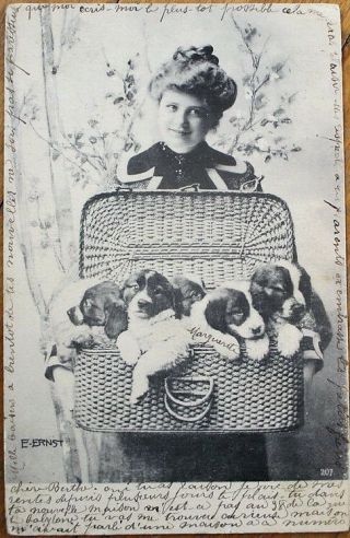 Dog/saint Bernard Puppy 1903 Postcard - Woman & Basket Of Puppies