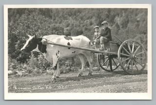 “gaspesian Ox Cart” Gaspe Quebec Rppc Cow Boys Vintage Photo 1930s