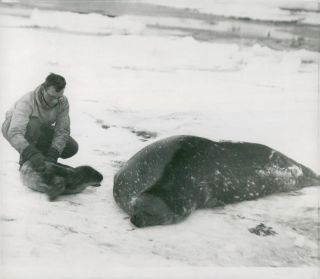 British Graham Land Expedition.  Roberts With Weddellsälar - Vintage Photo