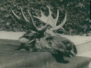 Alfons Xiii Of Spain Participated In The Royal Moose Catch In 1928 - Vintage Pho