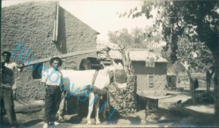Crete Local Farmers Horse Social History Taken By Officer Hms Ramillies 1931