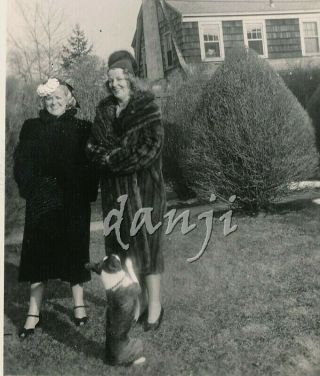 Boston Terrier Dog W Back To Camera Begging Fashion Ladies 1939 Photo,  Negative