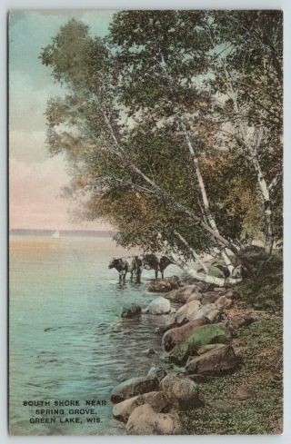 Green Lake Wisconsin South Shore Near Spring Grove Cows Wading 1910 Handcolored