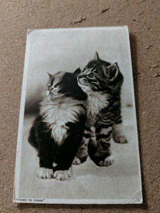 Cat Vintage Postcard.  Two Kittens.  " Cheek To Cheek ".  B/w.  Pm 1947.  British.