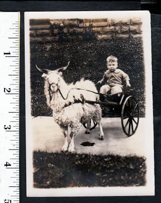 Little Boy With Shaggy Goat & Cart.  1920s Snapshot Photo.  589