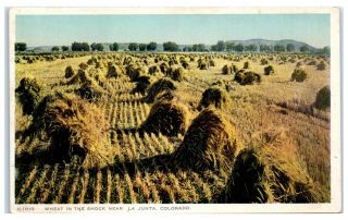 Early 1900s Wheat In The Shock Near La Junta,  Co Fred Harvey Postcard