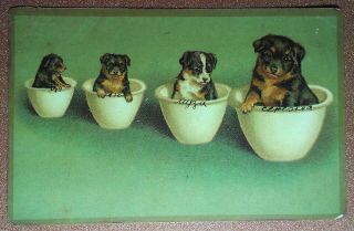 Tsarist Russia Postcard 1910s Dog Rottweiler.  Quartet Of Cute Puppies In Bowls