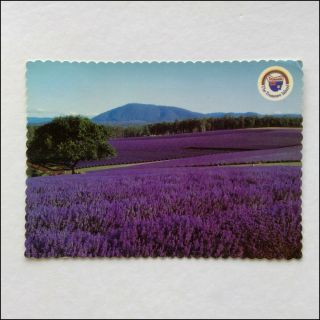 Lavender Fields Of The Bridestowe Estate Nabowla Tasmania 1987 Postcard (p352)
