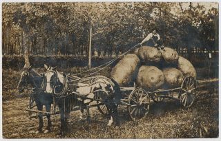 Wagon Load Of Giant Potatoes " Iowa Produce " Exaggeration W.  H.  Martin Rppc 1908