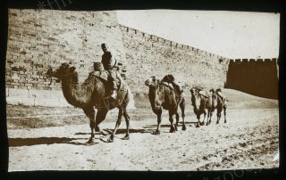Camels At Peking City Wall 1910s Glass Slide Photo