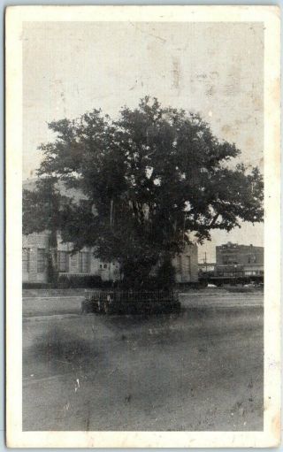 Comanche,  Texas Postcard " Live Oak Tree " Downtown Street Scene C1940s