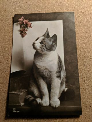 Vintage Cat Postcard.  Tabby And White Cat.  Book.  Flowers.  Postmarked 1918.