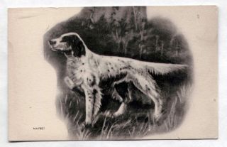 Vintage Postcard English Setter Spaniel Dog Breed 1930 Hunting " Maybe? "