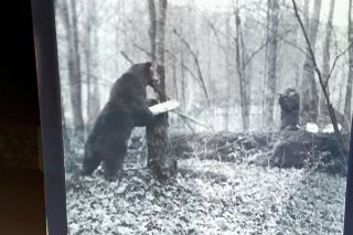 Vintage Old 1916 Photo Negative Of Man Aiming Rifle To Shoot Black Bear Minnesot