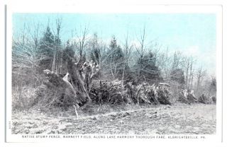 Early 1900s Native Stump Fence,  Warnett Field,  Albrightsville,  Pa Postcard
