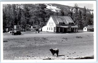 Rppc Mill Creek,  California Ca St.  Bernard Lodge Dog C1940s Postcard