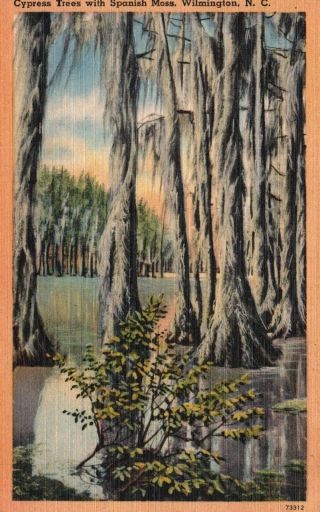 Wilmington,  Nc,  Cypress Trees With Spanish Moss,  Linen Vintage Postcard F8842