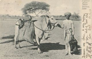 India Indian A Bullock Bhistie Water Carriers Social History India Asia C1910