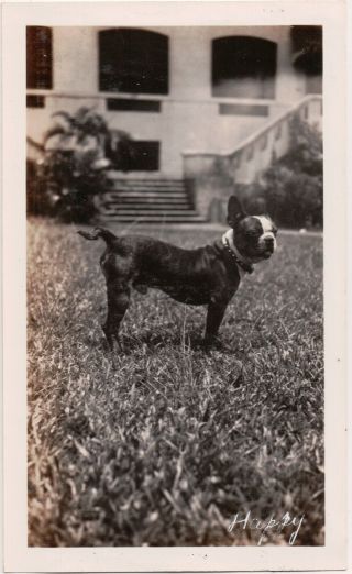 Great Vintage 1930s Snapshot Photo “happy” Boston Terrier Dog Stands On Lawn