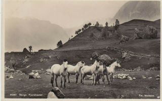 Norwegian Fjord Horses In The Mountains,  Norway : Real Photo Postcard (1920s)