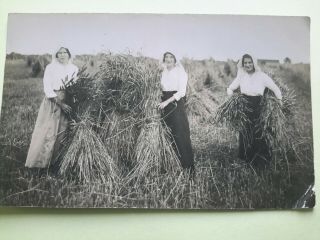 Vintage Photo: Early 20th Century,  Women Helping With The Harvest,  Lincolnshire