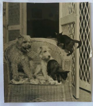 Vintage Old Photo Animals Pets Dogs Black Cats Terrier Kitten B626