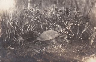 1910s Tortoise Turtle In Grass Rppc German Antique Photo Card