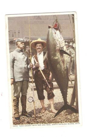 Vintage Postcard - Santa Catalina Island - Large Tuna Caught With A Rod And Reel