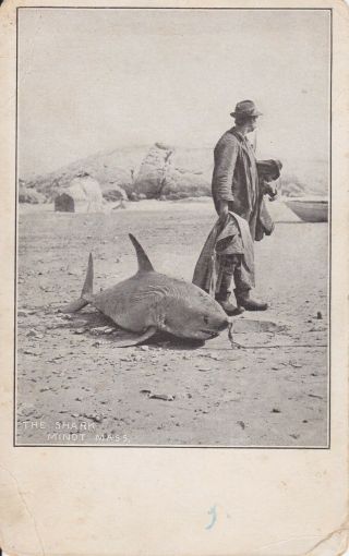 Old Vintage Postcard Rare The Shark And A Man On The Beach Minot Ma