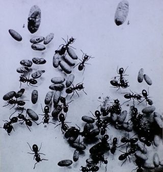 Ants Hatching,  Magic Lantern Glass Slide,  Vintage Large Format Photo Slide