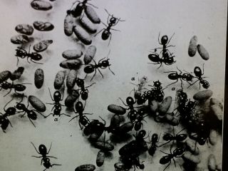 Ants Hatching,  Magic Lantern Glass Slide,  Vintage Large Format Photo Slide 5