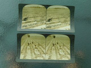2 Rare Vintage Keystone Stereoview Photo Card Early Plant City Fl Florida