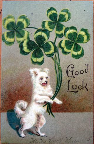 1906 Embossed Litho Postcard - Dog With Four - Leaf Clovers