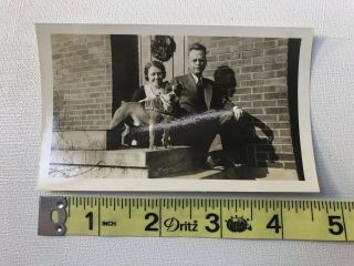 VINTAGE PHOTOGRAPH 1930S PITBULL STAFFORDSHIRE BULL TERRIER DOG OLD PHOTO 4