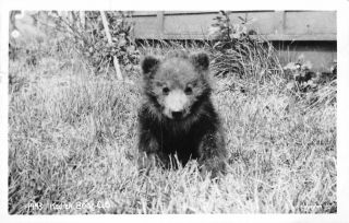 Rppc Kodiak Bear Cub Alaska Real Photo Postcard (c.  1940s)