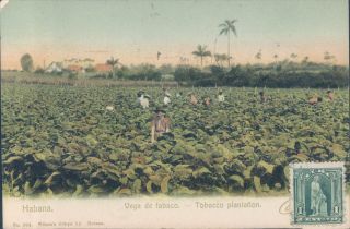 Cuba Habana Tobacco Plantation 1900s Pc