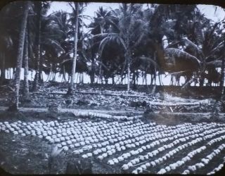 Seed Bed Of Coconuts,  Puerto Rico,  Magic Lantern Glass Slide,  Circa 1920 