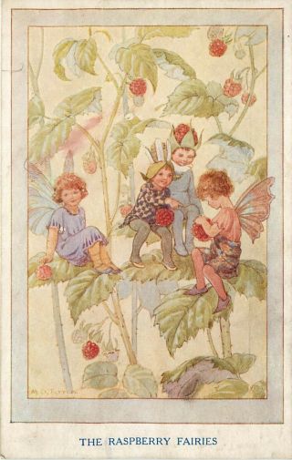 Vintage Postcard Raspberry Fairies In Our Garden A/s Margaret Tarrant Medici Soc