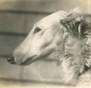 1912 Rare Borzoi Dog Fastest Canine On Earth